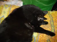 IMGP3786.webp