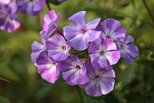 Phlox_bleu_weiss_Morgentau_makro_900.webp