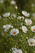 Herbstaster_weiss_grün_makro_Morgentau_700.webp