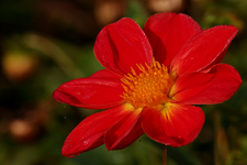 Dahlie_rot_Morgentau_makro_900.webp