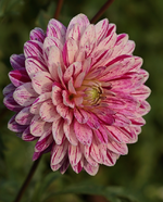 Dahlie_weiss_pink_Morgentau_makro_800.webp