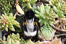 riesenhummel.jpg