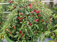 chili 2016-01.webp