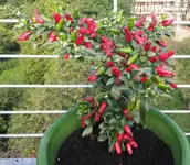chili 2016-02.webp