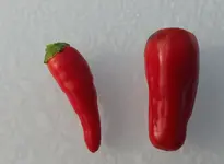 chili 2016-03.webp