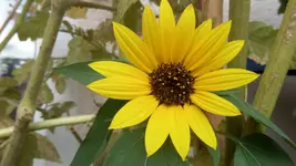 SAM_1535 (3).webp