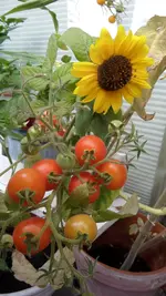 SAM_1536 (3).webp