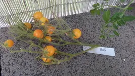 SAM_1536 (4).webp