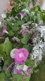 SAM_1537 (3).webp
