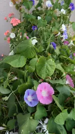 SAM_1539 (3).webp