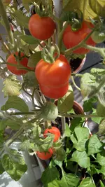 SAM_1540 (4).webp