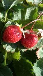 SAM_1541 (4).webp