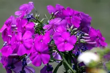 _Phlox.jpg