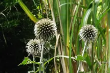 _Edeldistel.webp