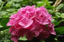 _Hortensie.webp