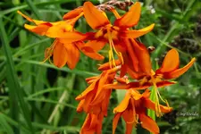 _Montbretie.webp