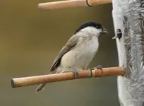 Tannenmeise ++++++.jpg
