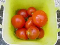 DSC00141.webp