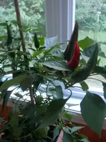 P9230313.webp