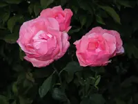 IMG_5176.webp