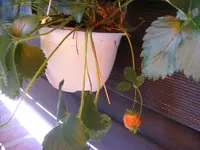 Erdbeeren 25.9.2016.jpg
