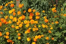 cosmea.webp