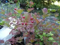BILD5744.webp