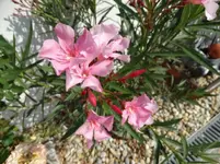 DSC08009.jpg
