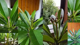 Plumeria 2016.webp