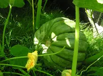 Kuerbis 1.webp