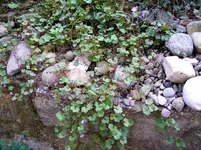 DSCN7058.webp