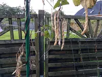 Hülsen an der  Pflanze.webp