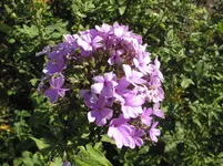 IMG_7404.webp
