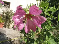 IMG_7406.jpg