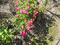 IMG_7408.jpg