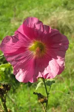 IMG_6955A.jpg