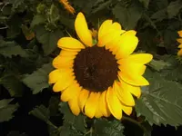 DSCI0298.webp