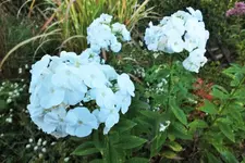 DSCF7468 (2).webp