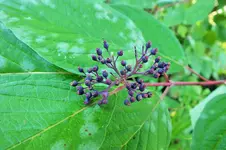 DSCF7475 (2).webp