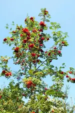 DSCF7295 (2).webp