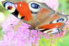 DSCF7503 (2).webp