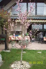 Pfirsich.2012.webp