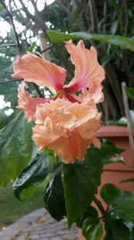 Hibiskus.webp