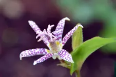 DSC_8042.webp