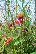 DSCF7525 (2).jpg