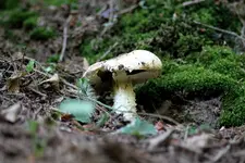 lützen8.webp