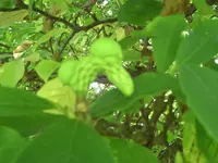 005.webp