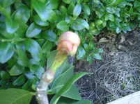 008.webp
