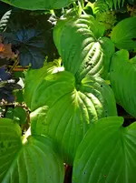 P1130060.webp