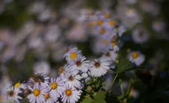 IMG_7531.webp